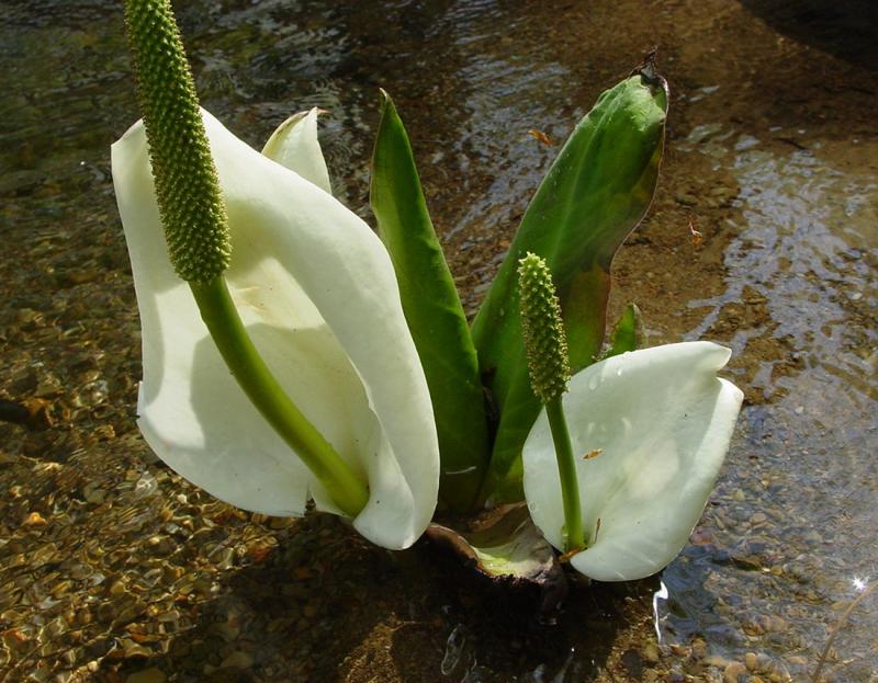 Image00001