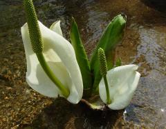 奥裾花の水芭蕉