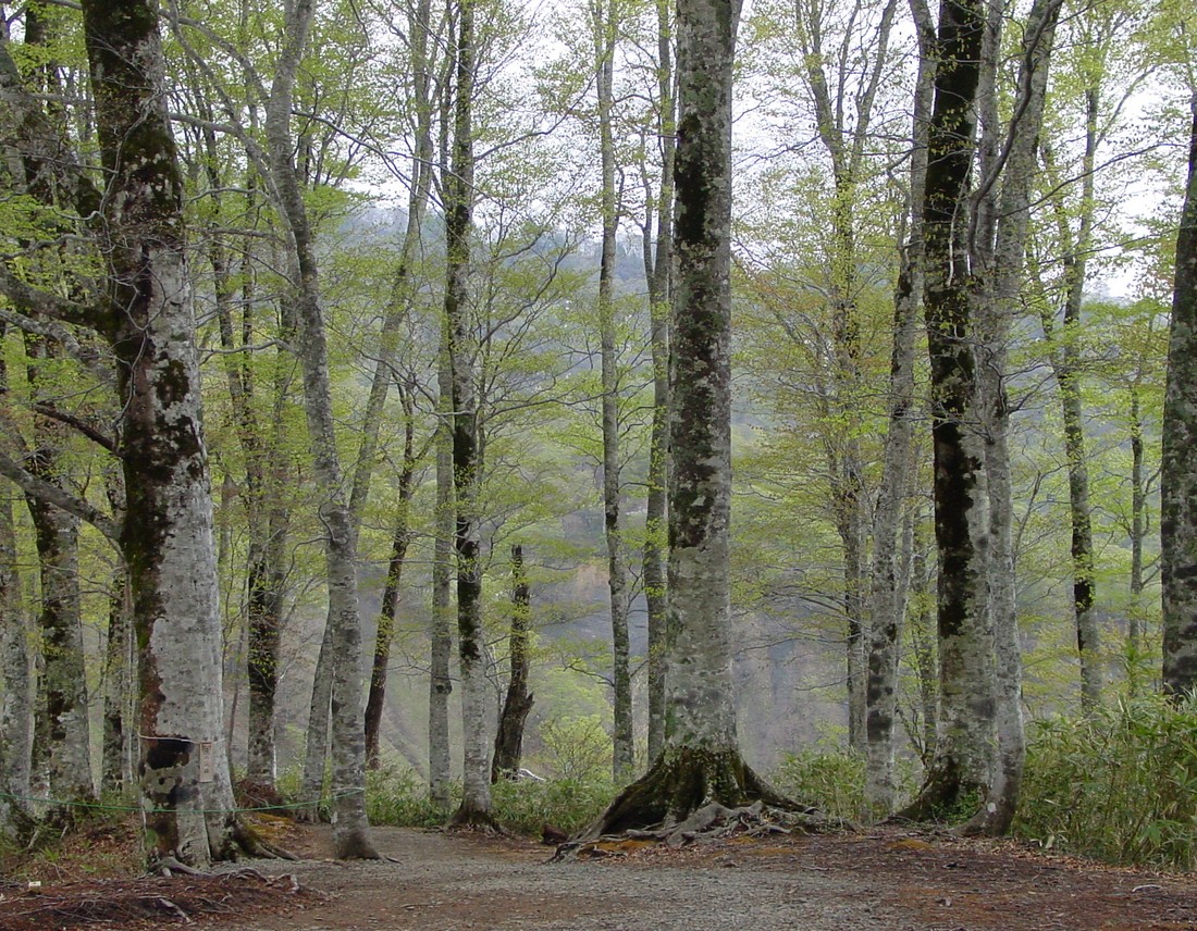 Image00004