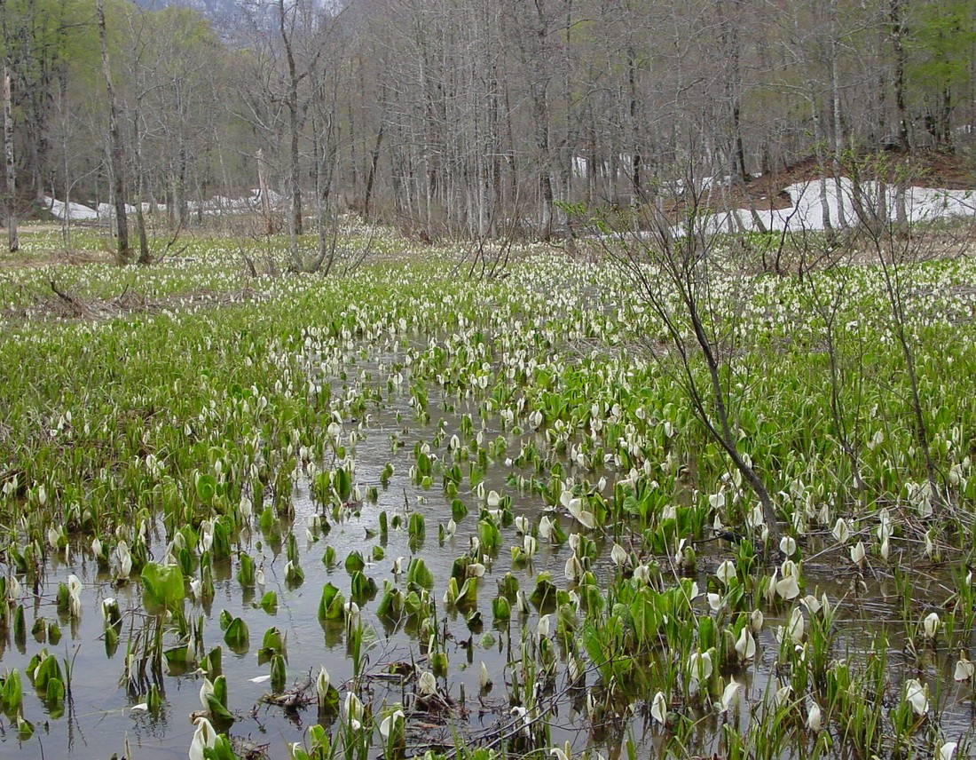 Image00008