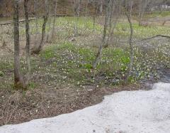 Image00010