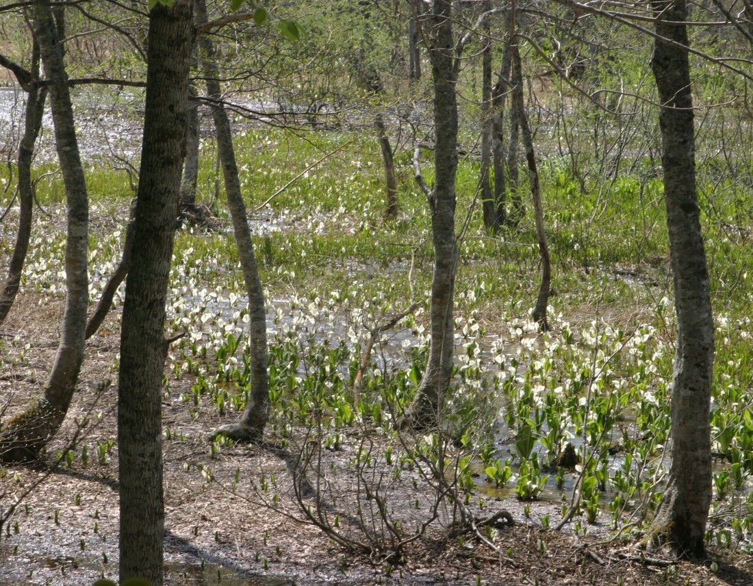 Image00012