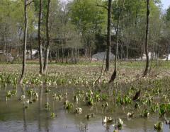 Image00016