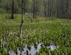 Image00019