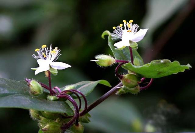 Bridal Veil 001.jpg