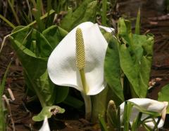 Image00033