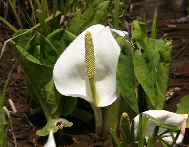 Image00033