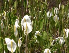Image00037