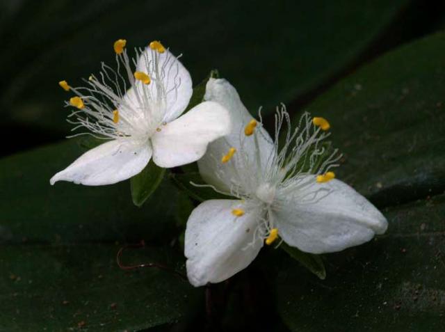 Bridal Veil 002.jpg