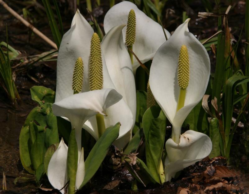 Image00040