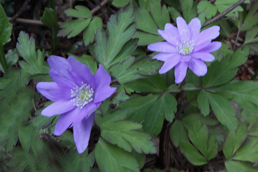 Image00004
