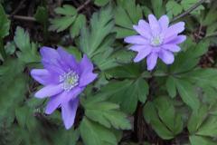 Image00004