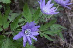 Image00005