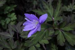 Image00007