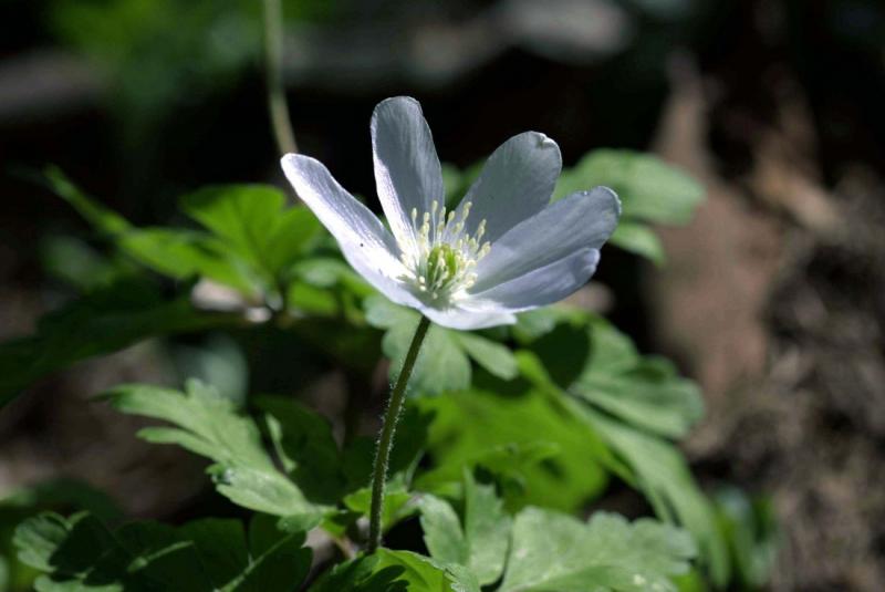 Image00008