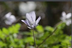 Image00009