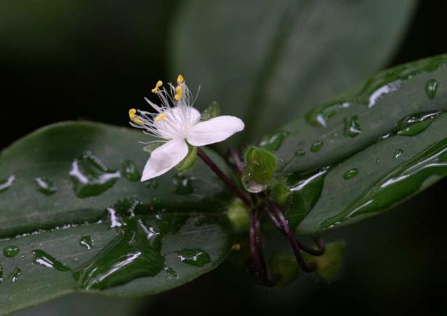 Bridal Veil 004.jpg