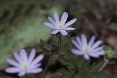 Image00013