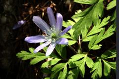 Image00020