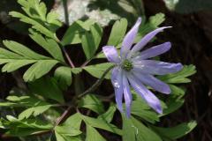 Image00021