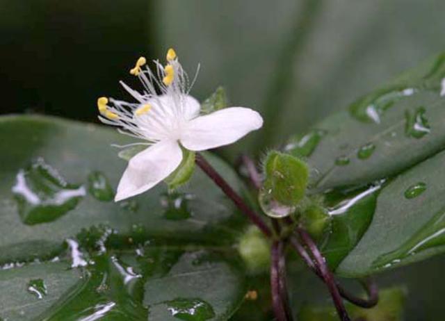 Bridal Veil 004b.jpg