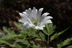 Image00022
