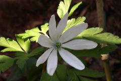Image00025