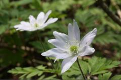 Image00027