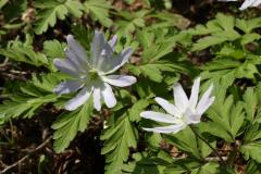 Image00029