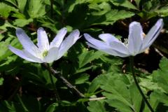 Image00030
