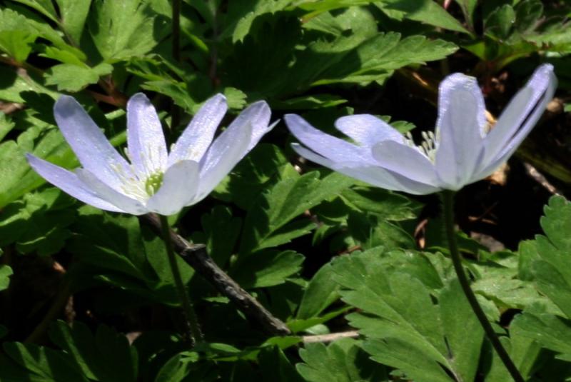 Image00030