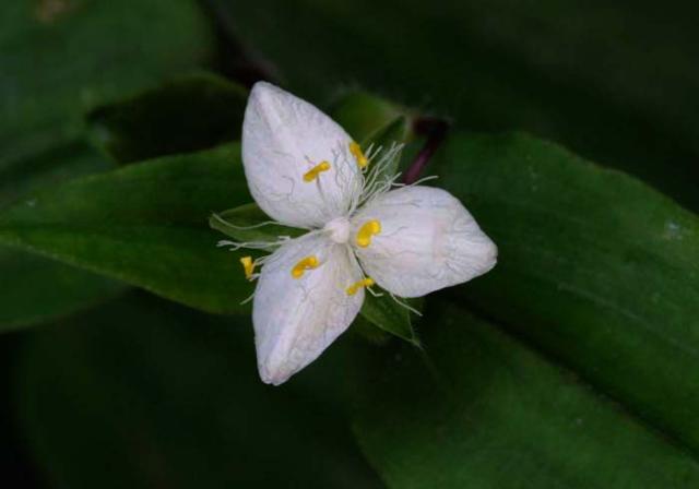 Bridal Veil 005.jpg