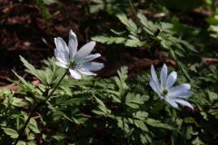 Image00033