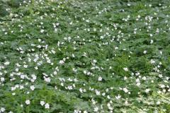 Image00018