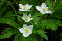 Image00001