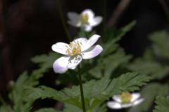 Image00026