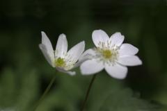 Image00011