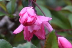 IMG_9663wb