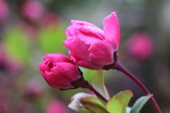 IMG_9670wb