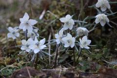 IMG_6074wb