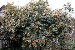 IMG_4026wb