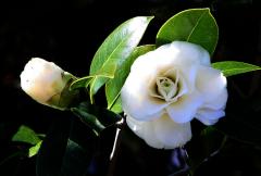 IMG_6396wb