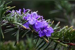 IMG_9735wb