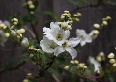 IMG_9727wb