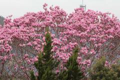 IMG_4282wb