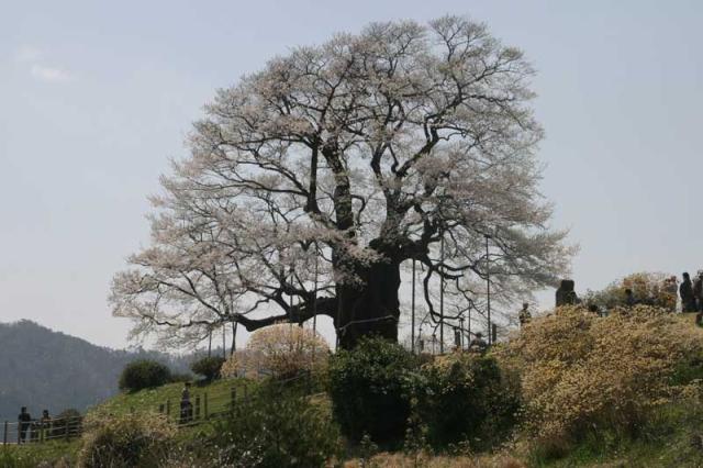 醍醐桜04wb.jpg