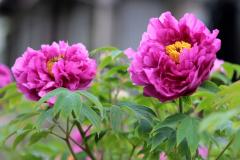 Image00008