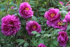 Image00009