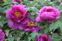 Image00011