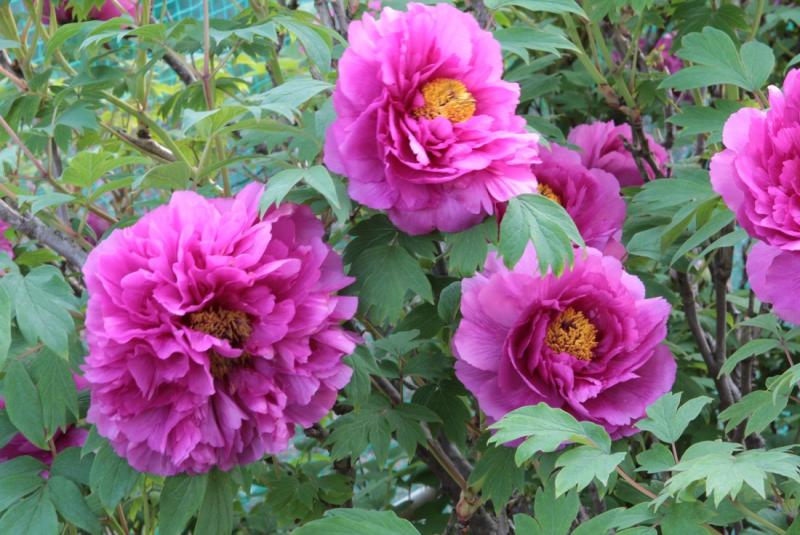 Image00012